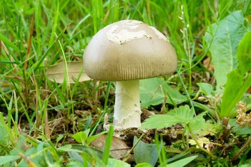 Amanita vaginata 
