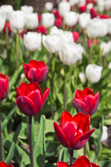 Fototapeta premium tulips