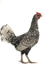 hen