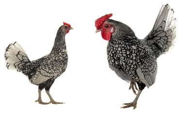 cock and  hen