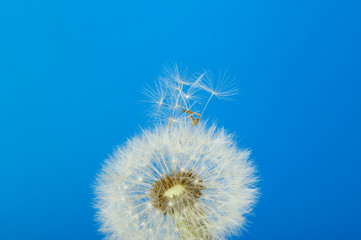 Dandelion on a blue background