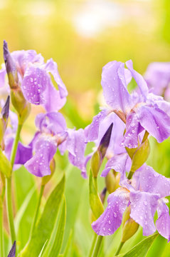 Purple irises in the garden