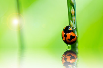 ladybug in green nature