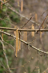 Male catkins on common hazel.
