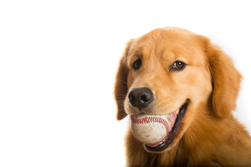 Golden Retriever Dog ready to play baseball