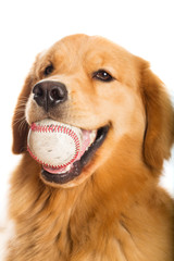 Golden Retriever dog with a baseball