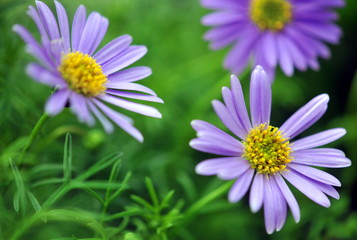 Obraz premium brachyscome