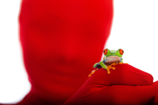 Red masked person holding a red eyed tree frog