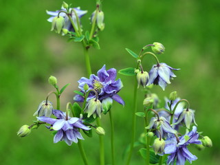aquilegia