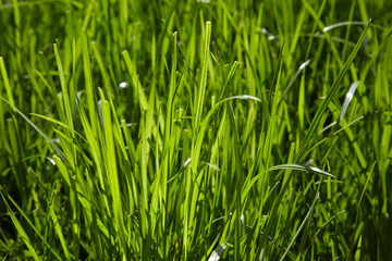 Fototapeta na wymiar Fresh green spring grass