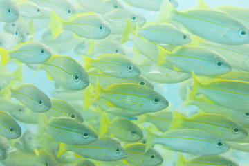 Fischschwarm - Shoal of fishes - Seychelles