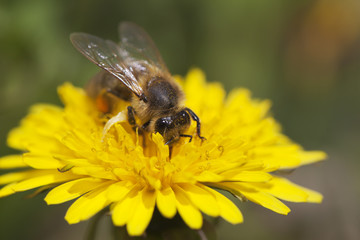 Bee and dandelion.
