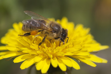 Bee and dandelion.