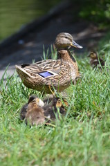 Entenfamilie im Gras