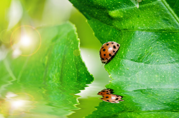 orange beetle in green nature