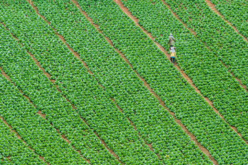 cabbage farmland with a workman