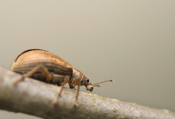 Phyllobius