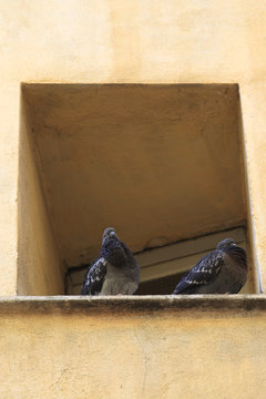 Couple de pigeon
