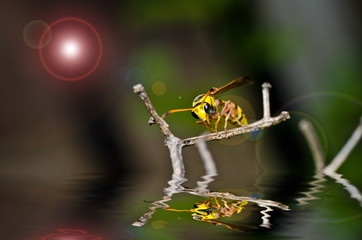 yellow wasp in green nature
