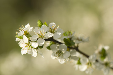 blackthorn flower