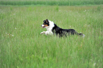 Australian Shepherd