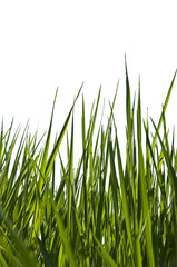 Fototapeta premium Grass