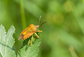 Shield-backed true bug is ready for fly in search of food.