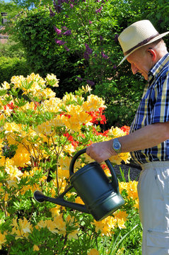 Senior Bei Der Gartenpflege