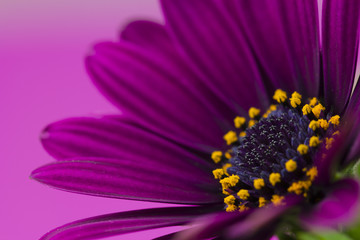 purple flower