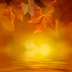 Autumn leaf