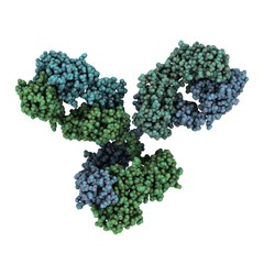 Immunoglobulin G (IgG, antibody) molecule