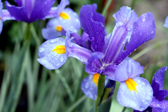 Blue colored iris flower