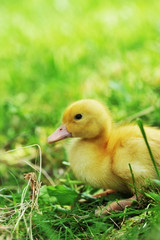 duckling