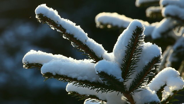 Pine branch covered with snow.