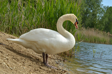 cygne
