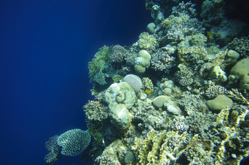 Diving in Egypt