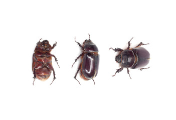 insect dung beetle isolated on white