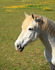 portrait of a young white horse in a meadow