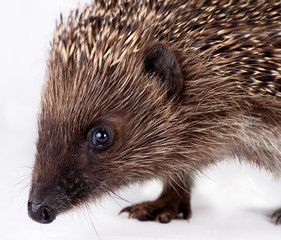 cute little hedgehog.