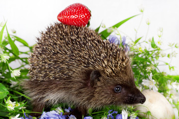 hedgehog, wild flowers and ripe strawberry