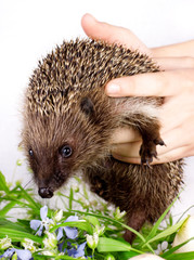 hedgehog, in hands of the person