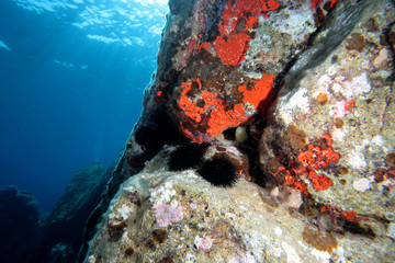 Fototapeta na wymiar zanurzony Rock Bottom Elba