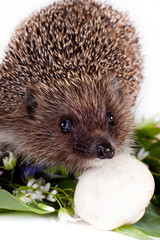 hedgehog, flowers and field mushrooms