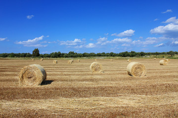 Fototapeta premium Field of bales