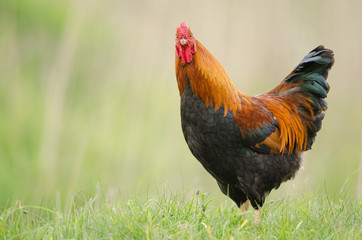 Haushuhn, Domestic fowl