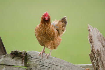 Haushuhn, Domestic fowl