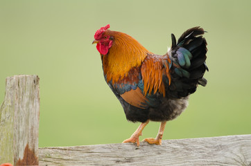 Haushuhn, Domestic fowl