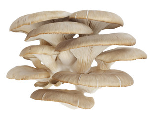 Oyster mushrooms on a white background