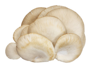 Oyster mushrooms on a white background