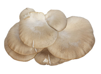 Oyster mushrooms on a white background
